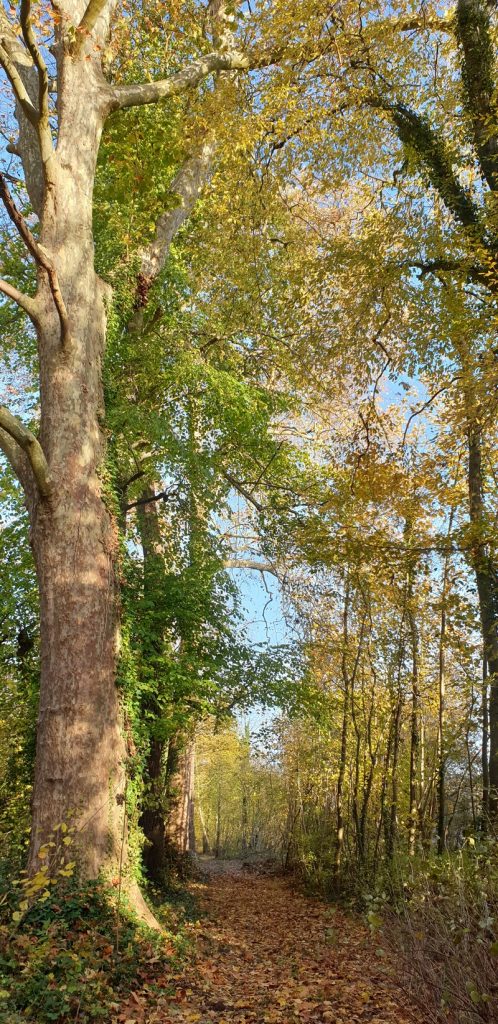 L’un des platanes du château